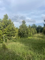 20250714080546-a712_wm