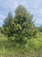 20250714080551-d041_wm