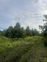 Bán vườn sầu riêng 4000m2 tại Long Chữ, Bến Cầu, Tây Ninh, giá ưu đãi 2,2 tỷ